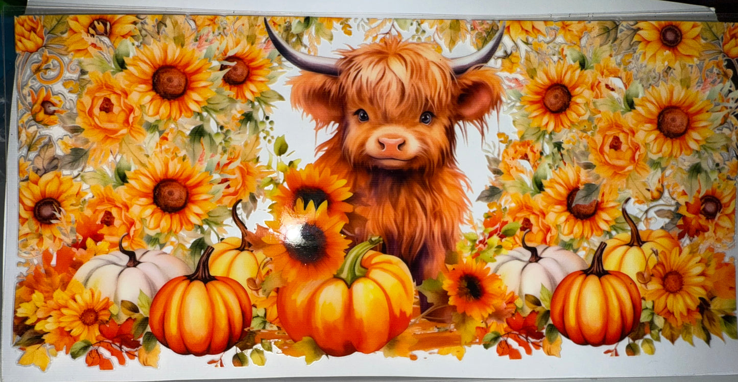 70 - Highland Fall Cow